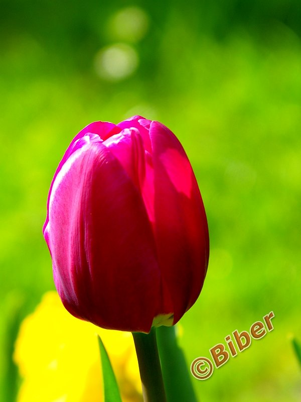 Tulipan