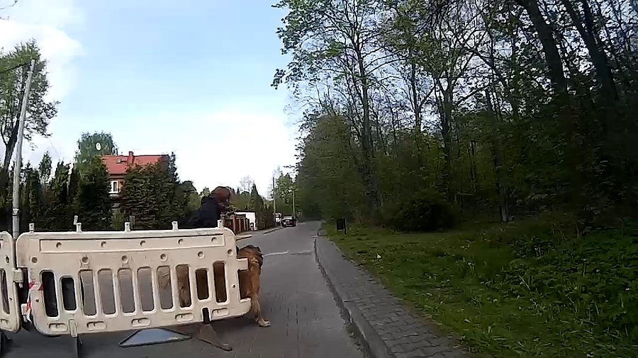 Piesek niczego sobie