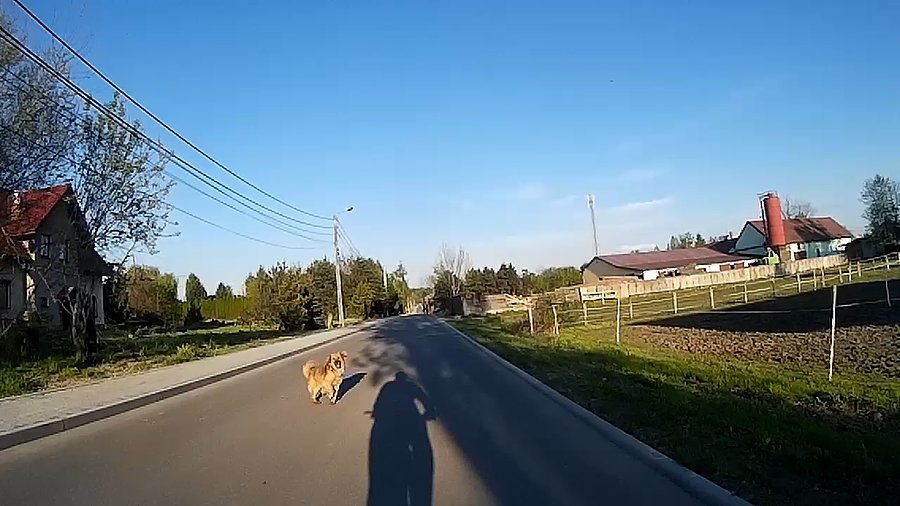 Bobik samobójca