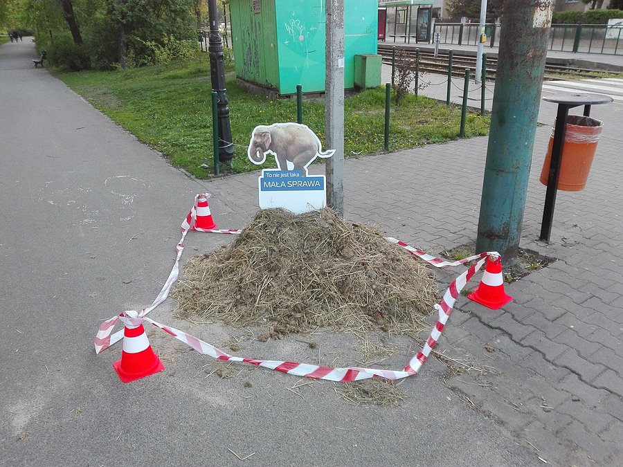 Odchody słonia na Sołaczu