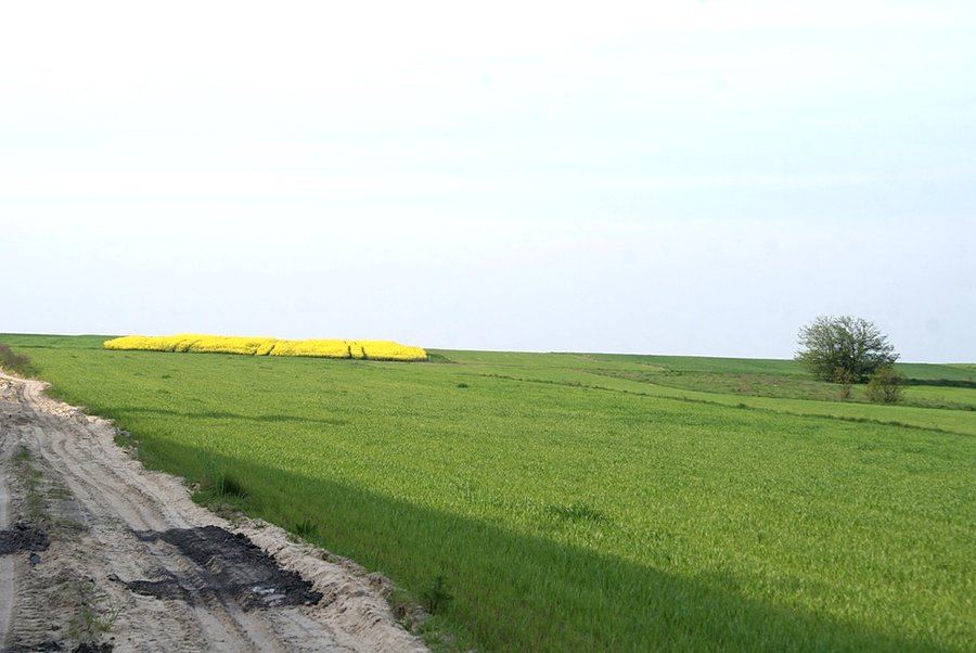 Zielono żółte pole