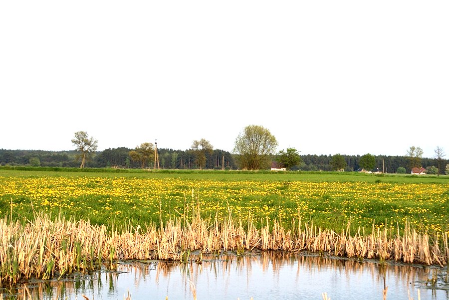 Nad sadzawką