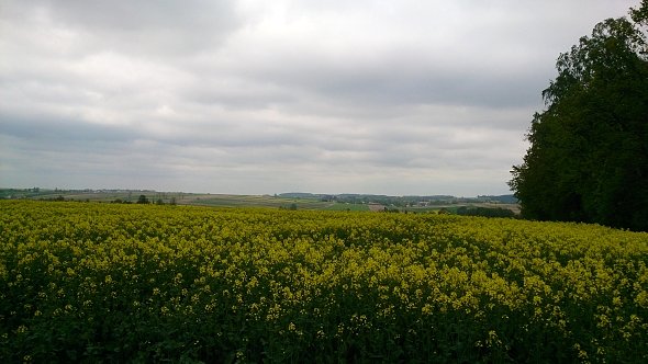 Czas na rzepak