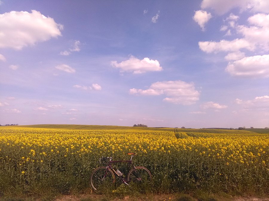 Szoska w rzepaku