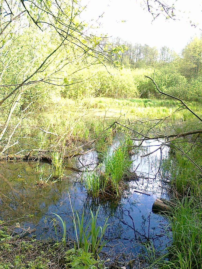 Bagno w wiosennej szacie