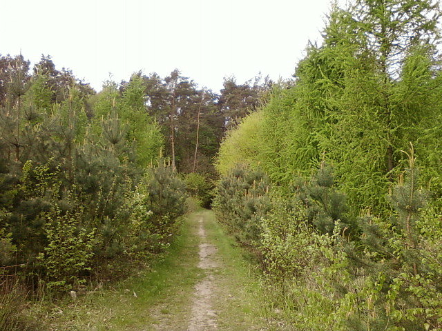 Las koło Dobieszkowa