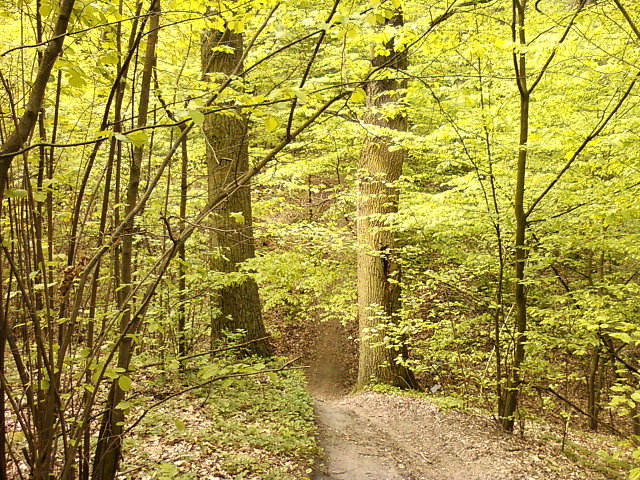 Stromizna