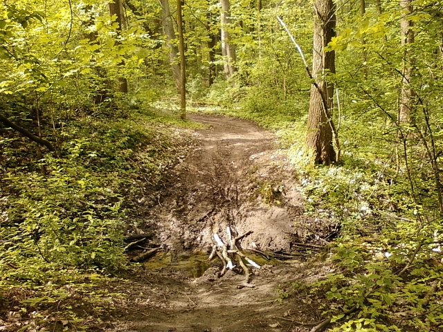 Błotnisty rów