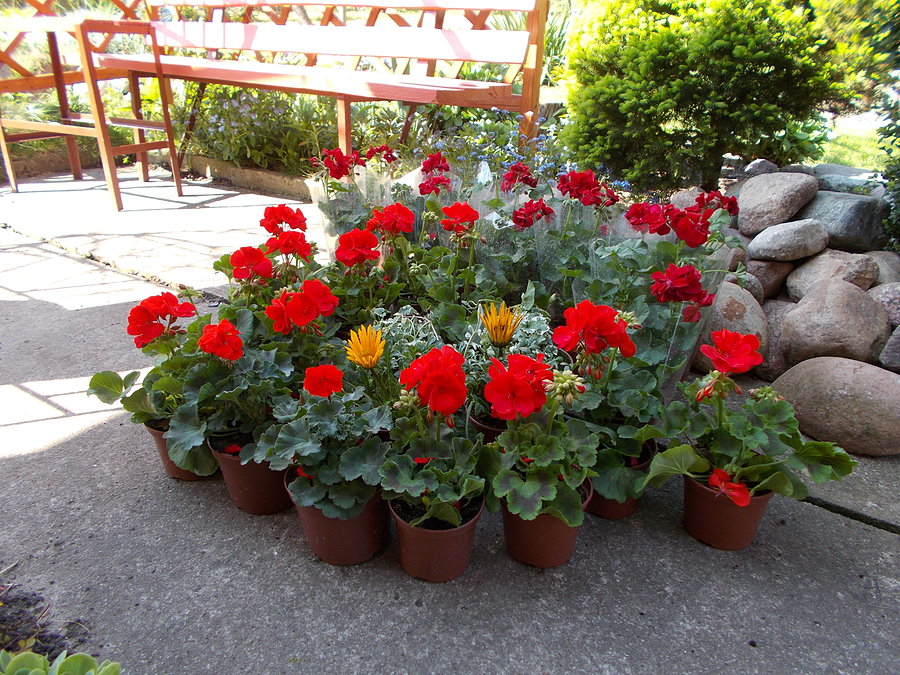 Pelargonie