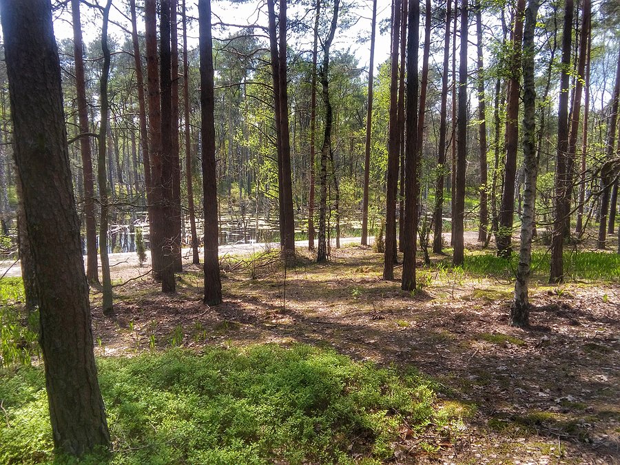 Kampinos