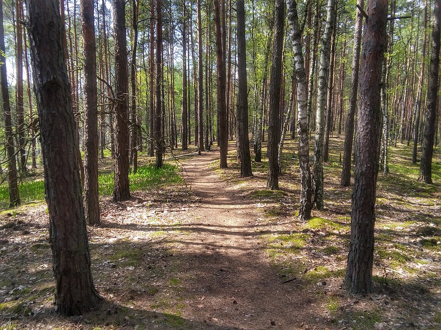 Kampinos