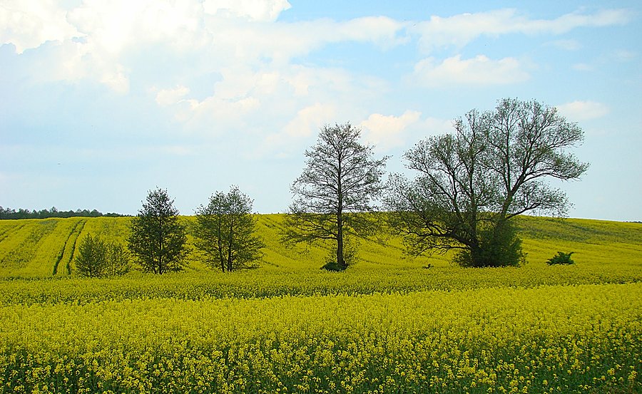 Odurzający zapach rzepaku