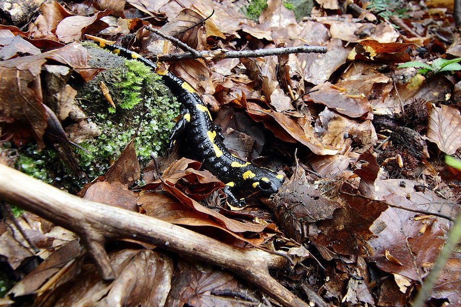 Salamandra