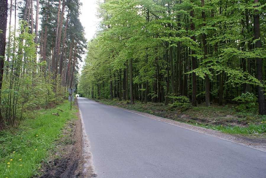 W pobliżu Jeziora Sulejowskiego