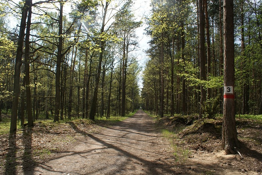 Drogą pożarową nr. 3 dojedziemy w pobliże stanowiska różaneczników