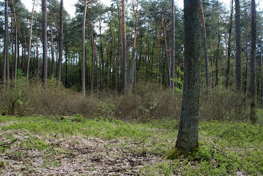A oto one, stanowisko różaneczników w Rezerwacie Małecz koło Lubochni