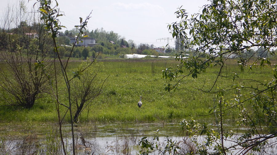 Pan Klekot