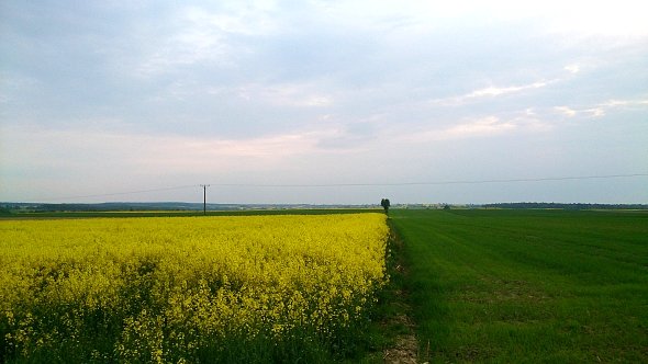 Żółto zielono