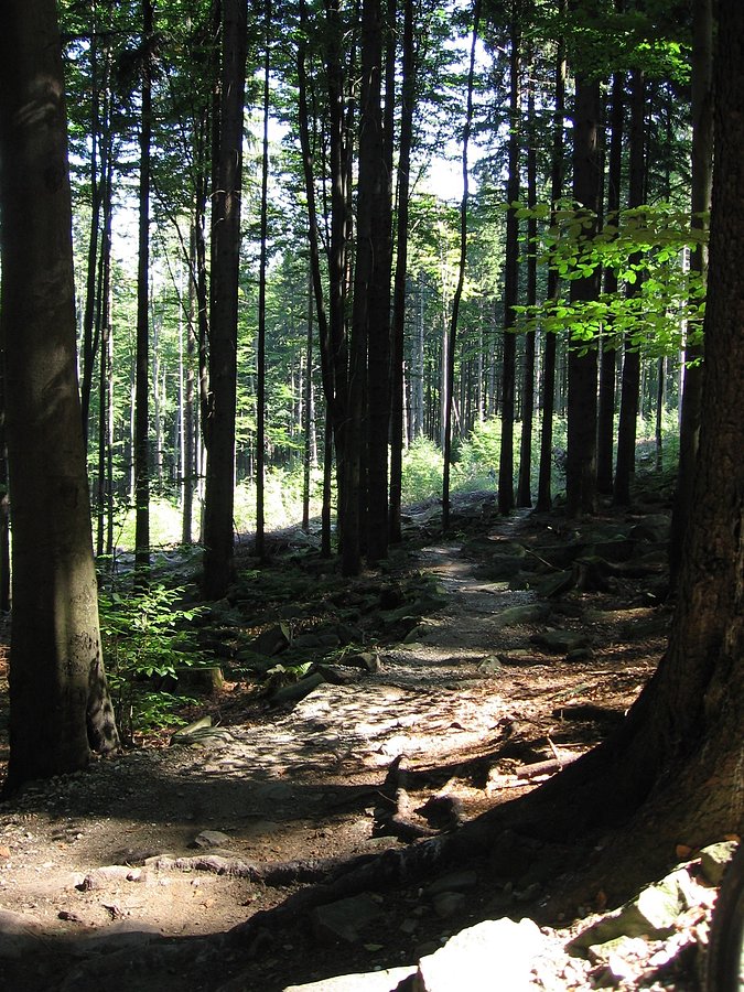 Pierwsza styczność ze ścieżkami na Rychlebach pozytywna