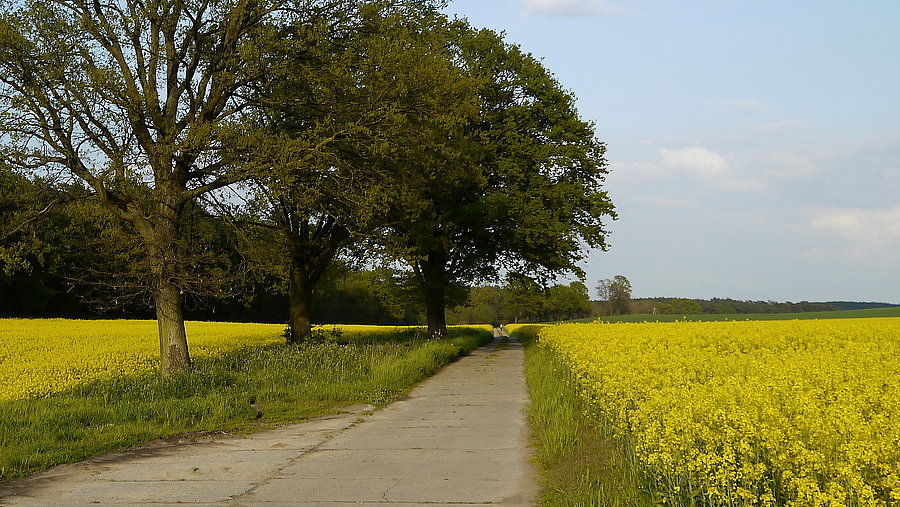 Kleszczewo - rzepakowe pola