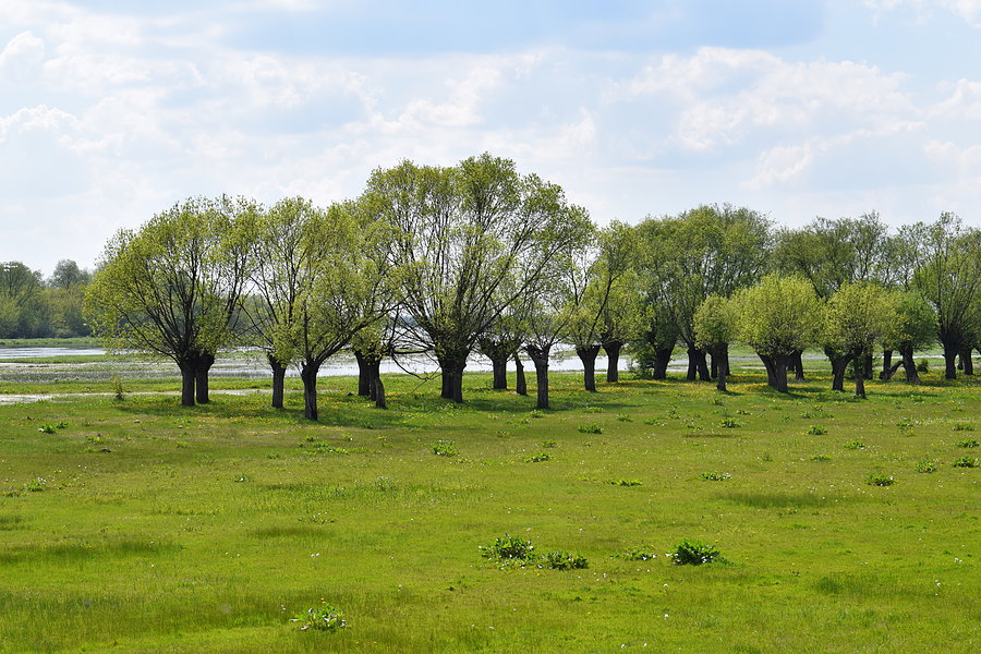 Typowy mazowiecki krajobraz