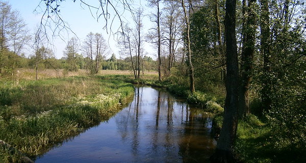 Do lasu nad Rudkę