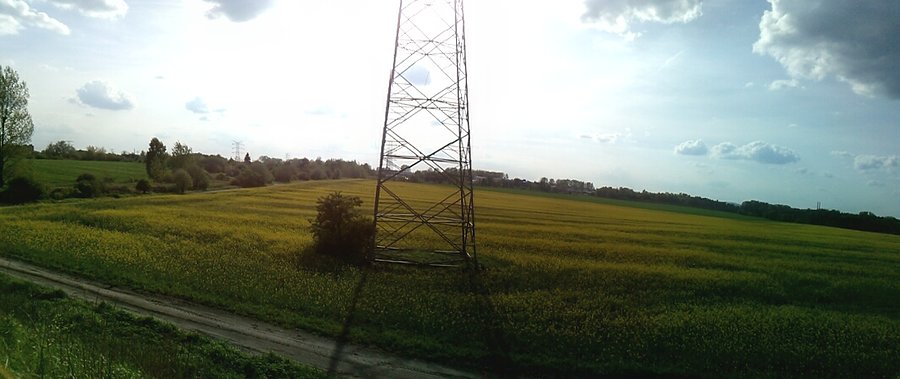Żółte pola w Grodźcu