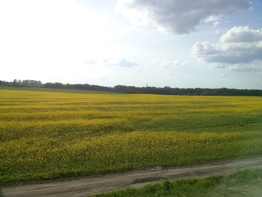 Pola uprawne w Grodźcu