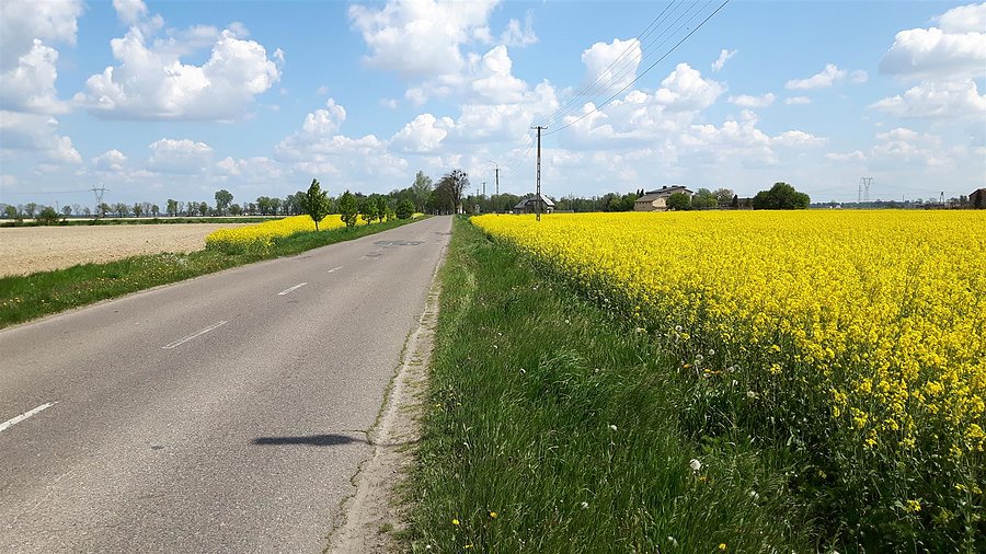 Rzepak żółto kwitnie w Pilaszkowie