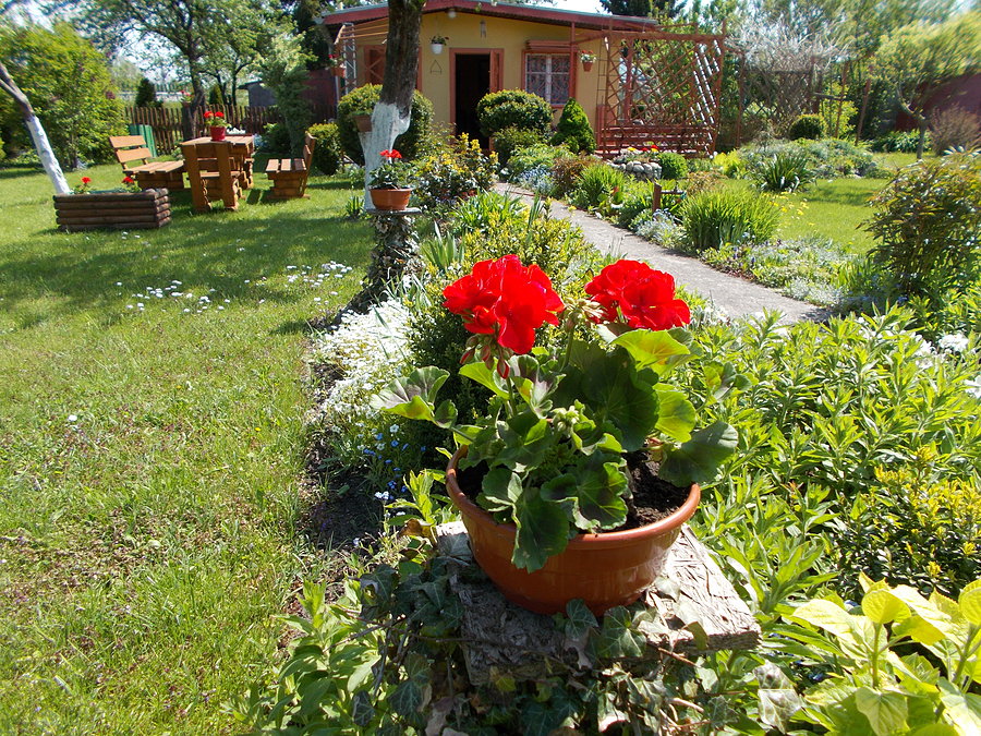Pelargonie