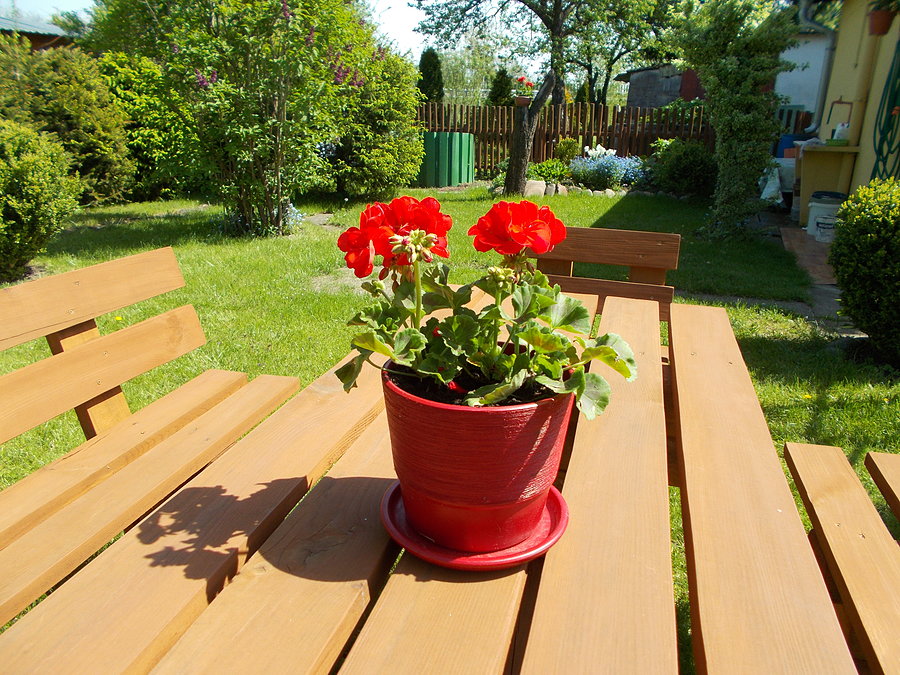 Pelargonie