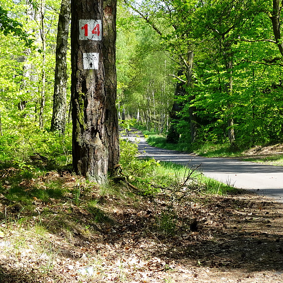Leśna droga nr 14 przez Puszczę Wkrzańską do Trzebieży 13 km