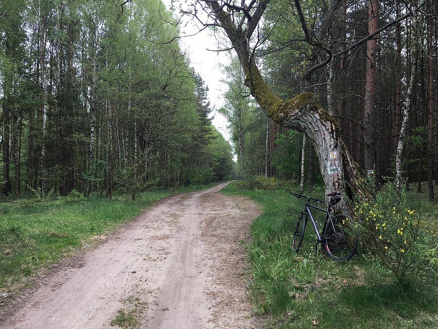 W drodze do rezerwatu Wilcze Błoto