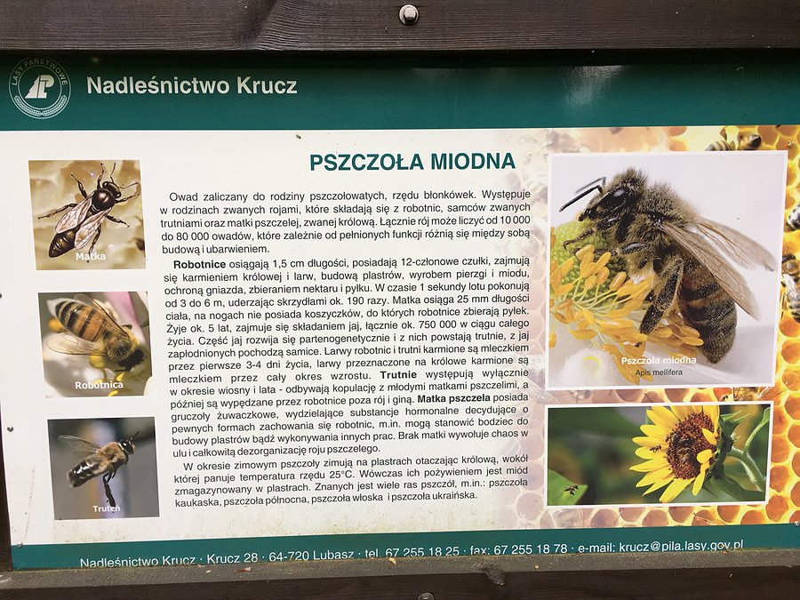 Tablica edukacyjna - pszczoła miodna
