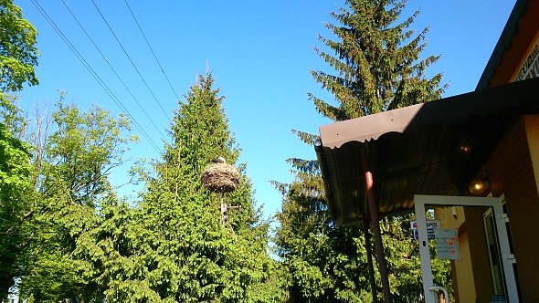 Bocian w Targowisku