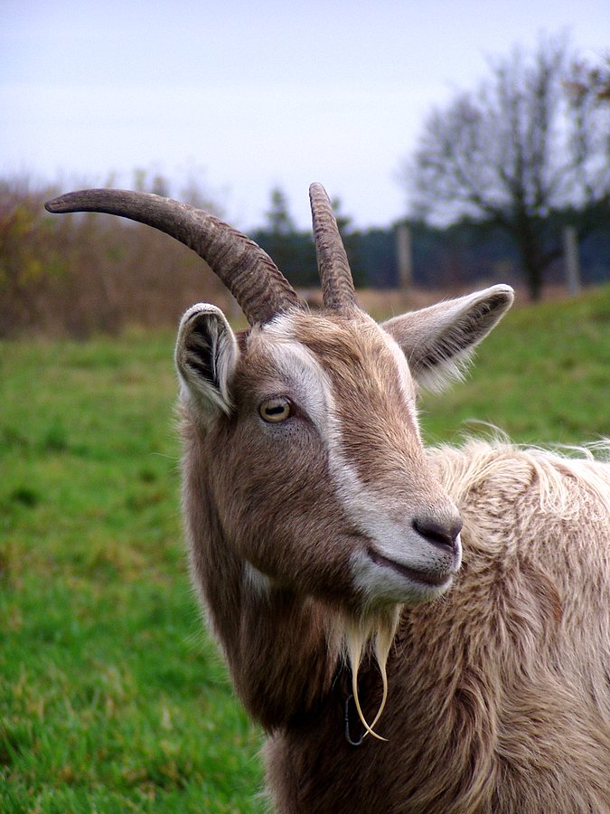 Kozioł