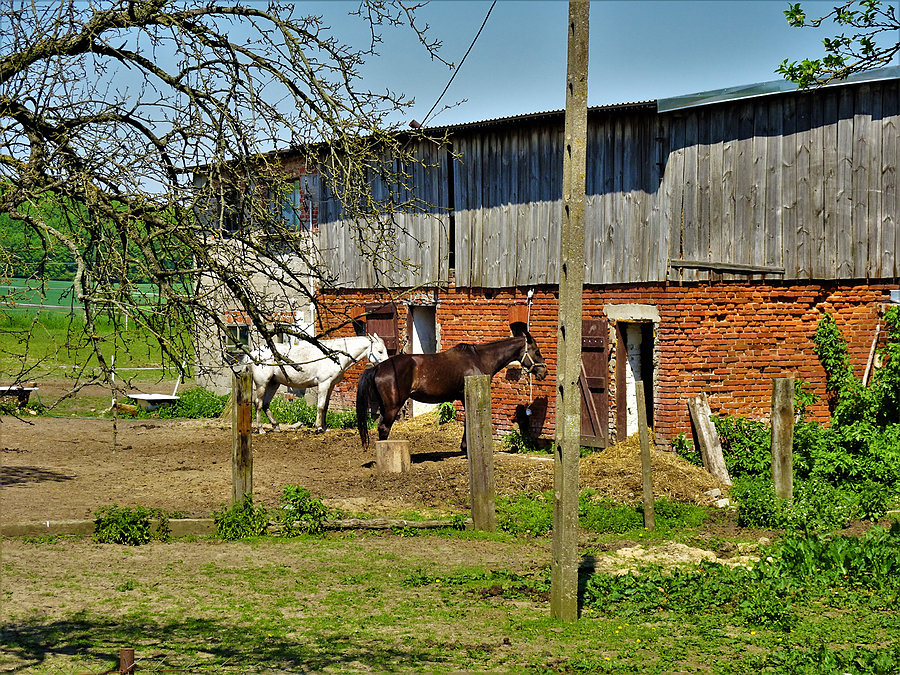 Wycieczka nad jezioro-Borówno