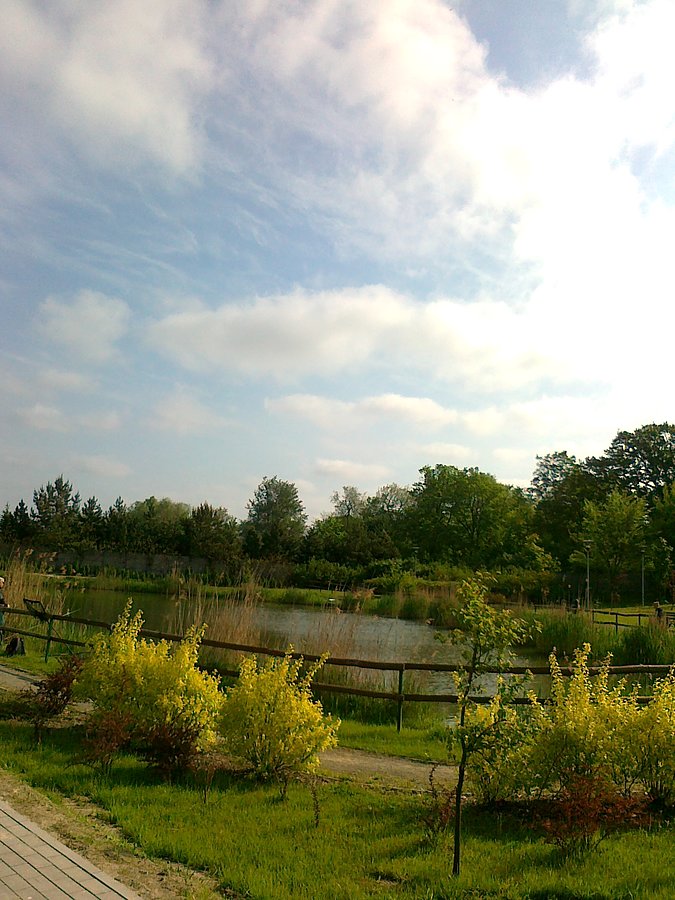 Staw w Borzęcinie