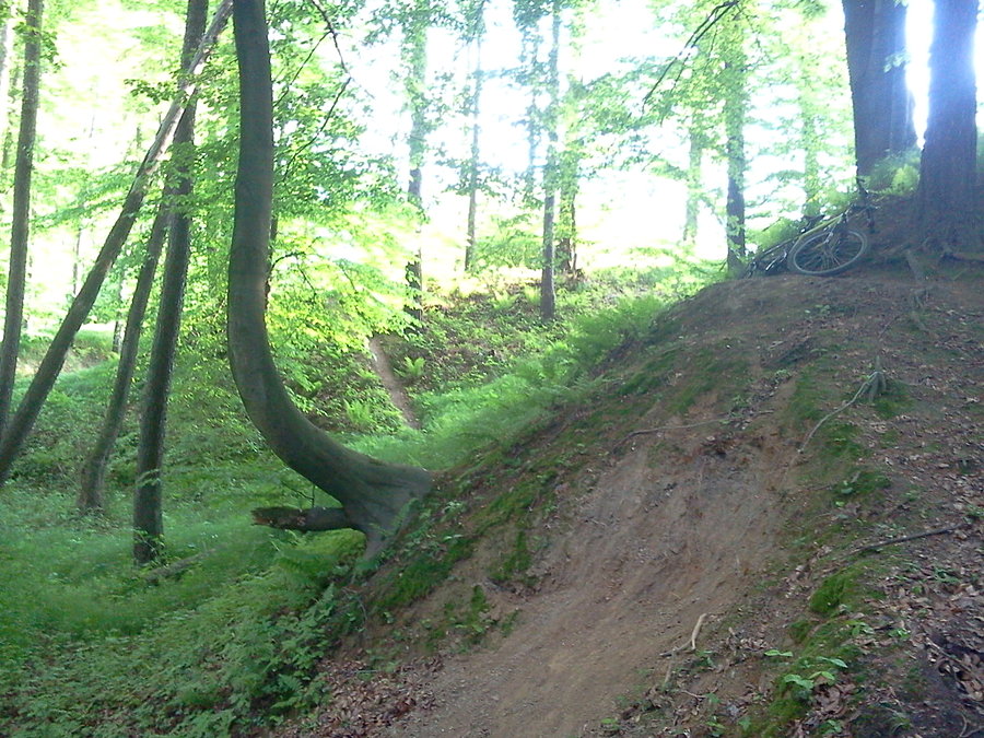 Trasa