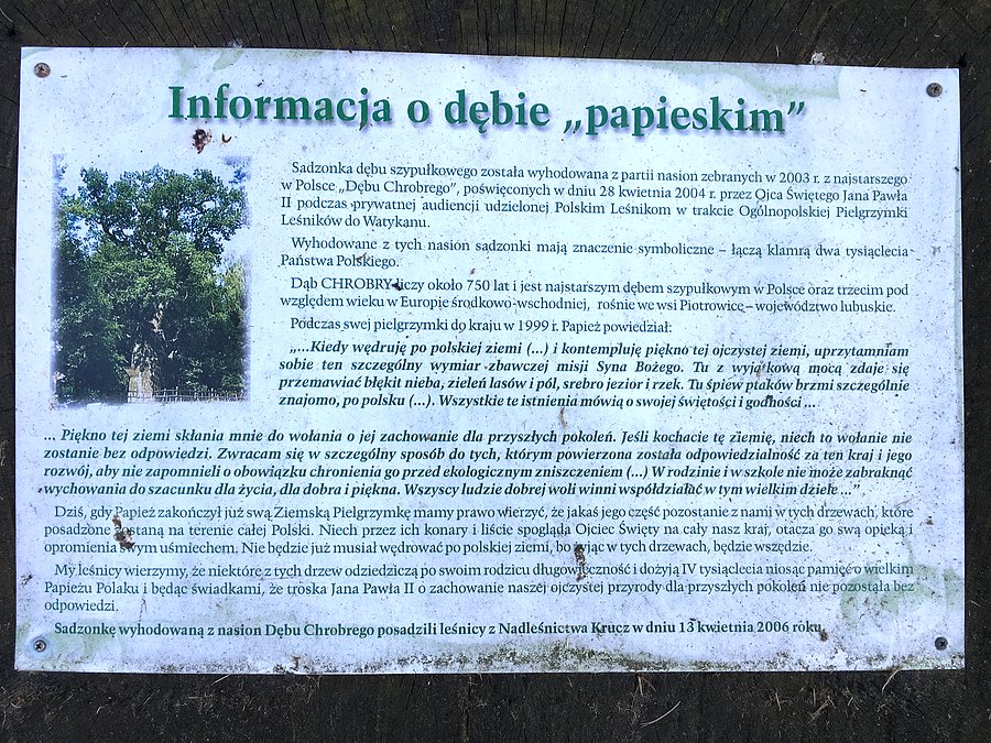 Tabliczka informacyjna przy dębie "papieskim"