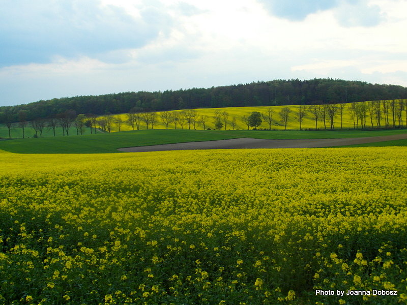 Rzepakowe pola