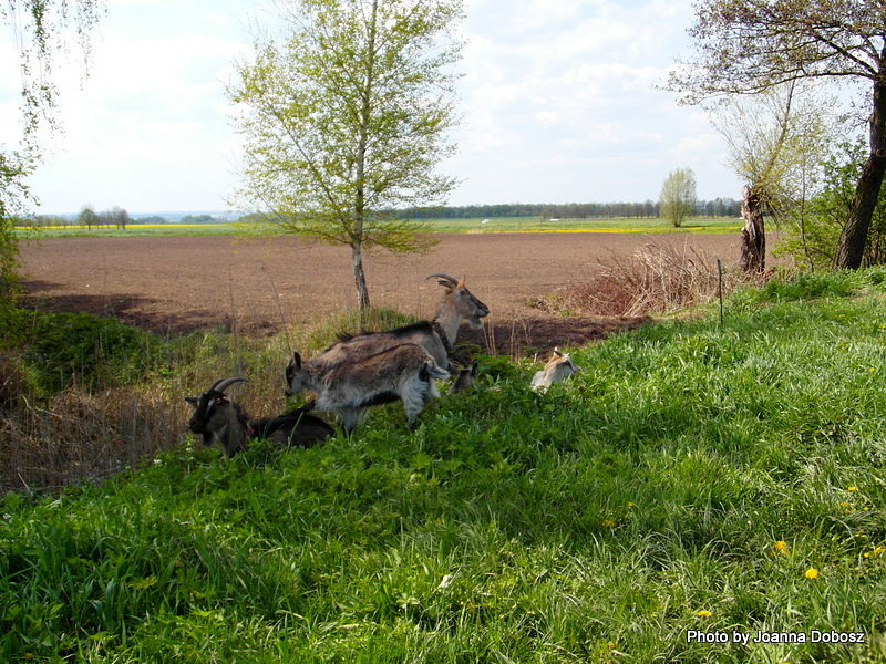 Szlakiem Motławskim
