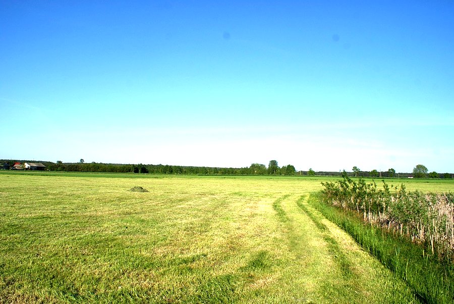 Świeżo wykoszone