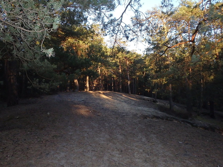 Mazowiecki Park Krajobrazowy (Józefów)