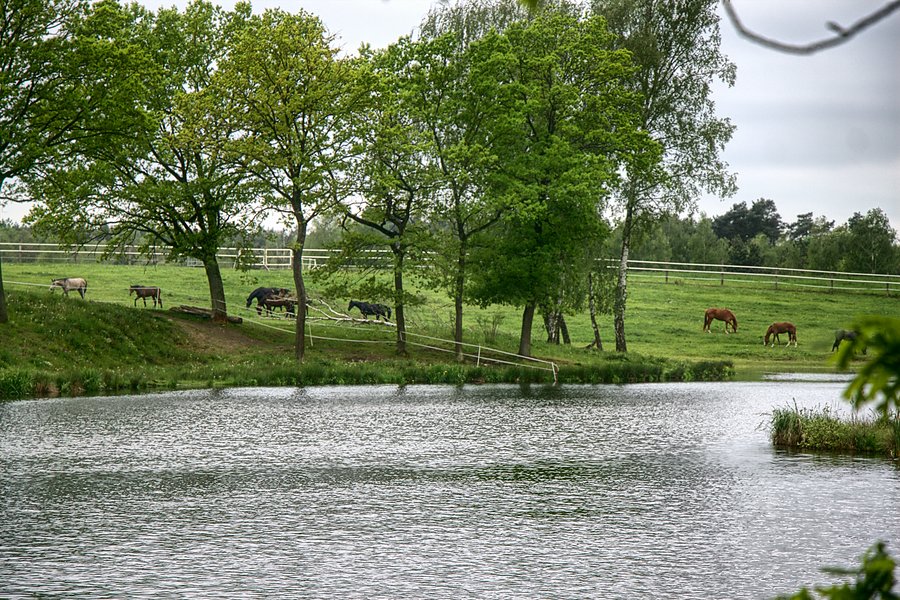 Stadnina w Przemoczu