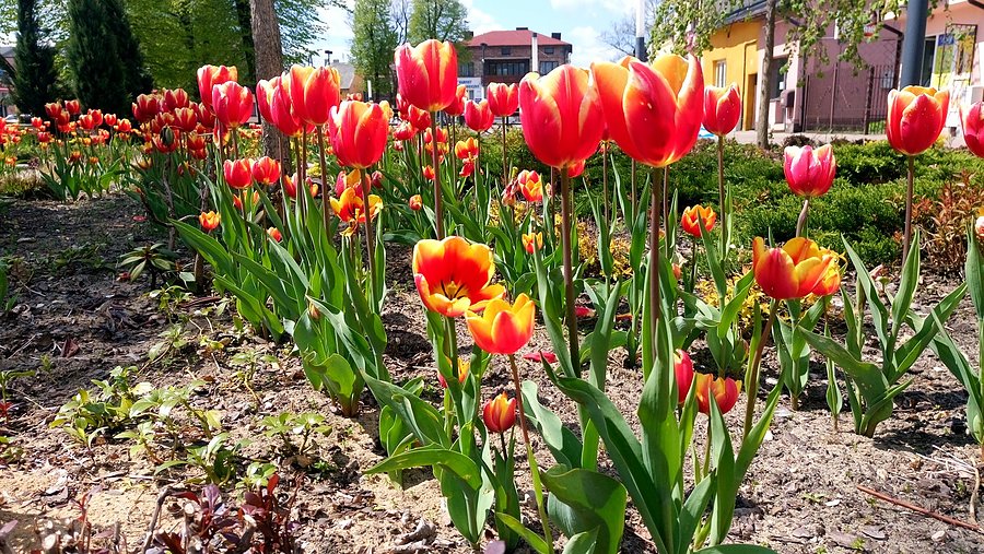 Tulipanki