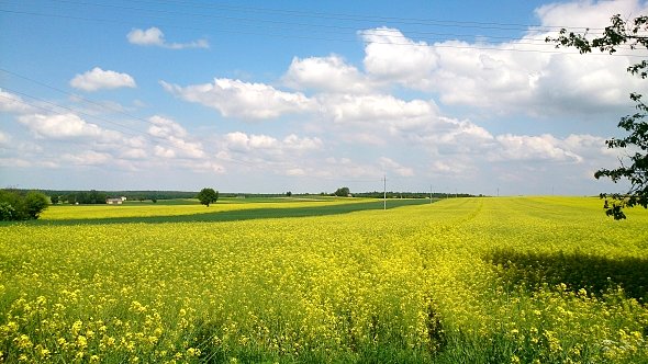 Rzepak jeszcze kwitnie