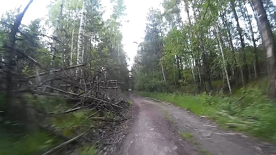 Leśne ścieżki