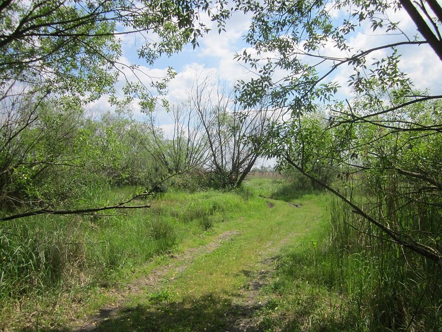 Luisiana w Turawie