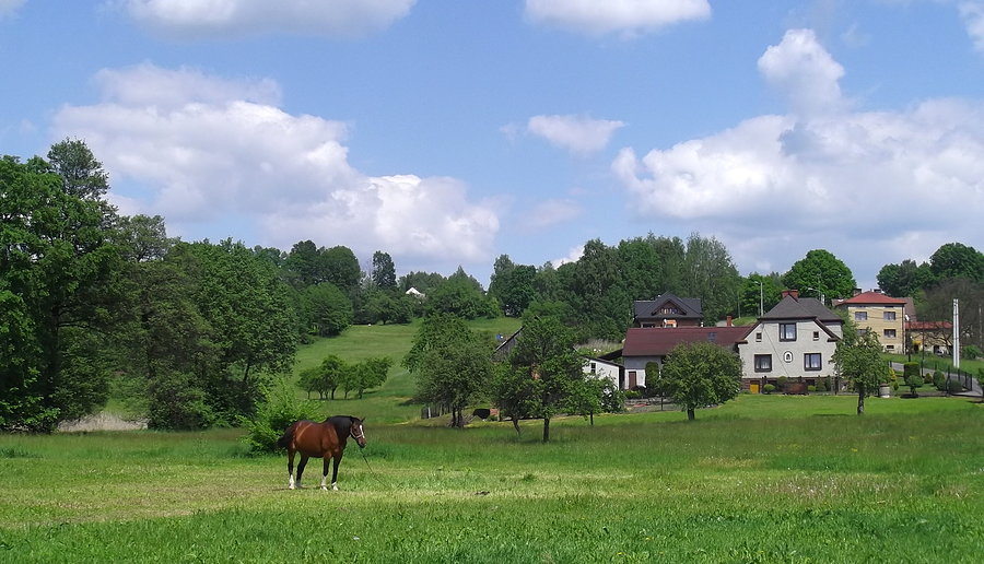 Widoczki na podjeździe w kierunku Pszowa